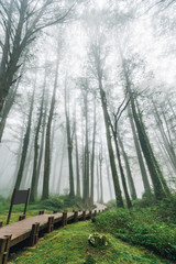 Fototapeta na wymiar Wooden walkway that leads to Cedar trees in the forest with fog in Alishan National Forest Recreation Area in Chiayi County, Alishan Township, Taiwan.