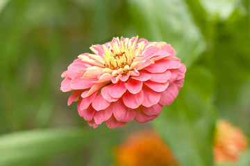 Orange colored zinnia