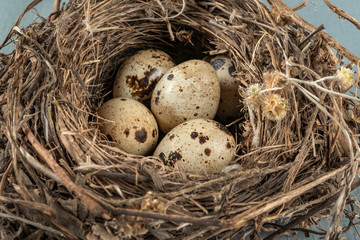 Naklejka na ściany i meble Bird’s nest with tiny eggs. Quail eggs near to hatch