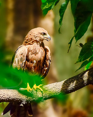 Indian Eagle,the Kite sitting on the tree branch in the defth of field picture. India.