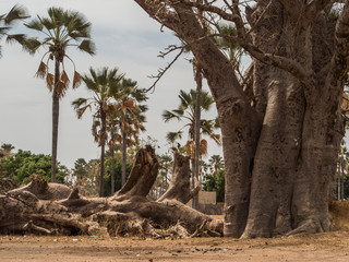 Tree of baobab