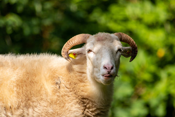 Niedliche Moorschnucke blökt und streckt meckernd dabei ihre Zunge raus um mehr Futter auf dem Biobauernhof zu bekommen oder Weibchen zur Paarung anzulocken