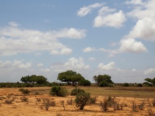 Fototapeta na wymiar Savannenlandschaft in Tsavo Ost Kenia