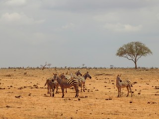 Fototapeta na wymiar Zebra im Nationalpark Tsavo East in Kenia