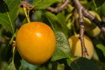 Ripe yellow plums on plum tree. Closeup of yellow plums. Soft selective focus.
