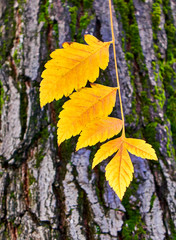 vibrant yellow autumn leaves on rough tree trunk natural background