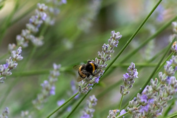 close up of Large bee on lavender flower