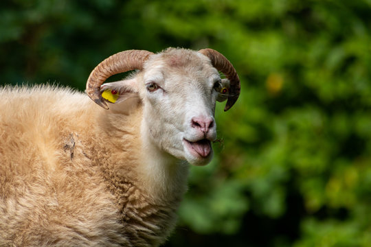 Niedliche Moorschnucke bl&ouml;kt und streckt meckernd dabei ihre Zunge raus um mehr Futter auf dem Biobauernhof zu bekommen oder Weibchen zur Paarung anzulocken