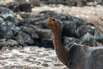 Charles Darwin Research Station Tortoises