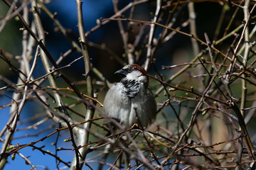 Naklejka premium Sparrow in a tree