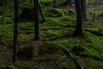 Naklejka premium Forest near Skrivan creek in Krusne mountains in summer nice sunny day