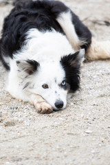 Border Collie with heterochromia
