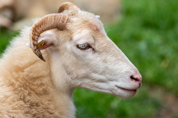 Portrait einer Moorschnucke mit H&ouml;rnern und dichtem Wollpelz vor unscharfem Hintergrund mit copy space zeigt &ouml;kologische und artgerechte Weidehaltung von Nutzvieh auf einem Biobauernhof