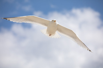 seagull in the sky