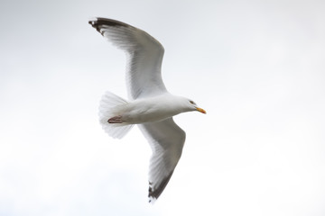 seagull in flight
