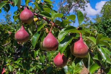 Pear fruit on the tree in the fruit garden. Pear tree close up. Soft selective focus.