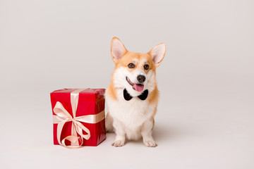 dog breed Corgi in tie with red gift box on white background, space for text