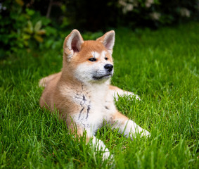 Young akita puppy in the garden