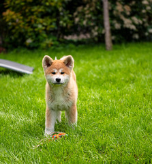 Young akita puppy in the garden