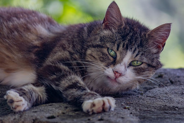 Beautiful cat with green eyes on a green background.