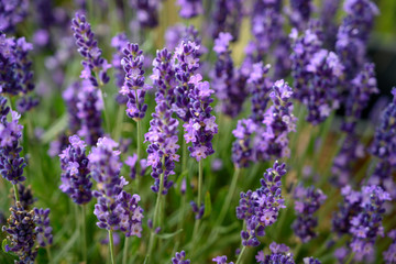 Lavender in full bloom, Poland