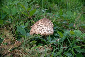 Shaggy Parasol mushroom growing in a field
