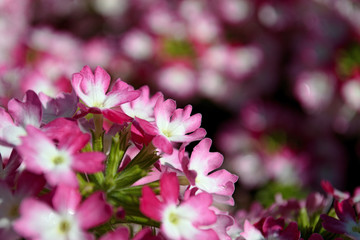 Bright flowers in a flower bed in the Park on a summer morning close-up. Background for text