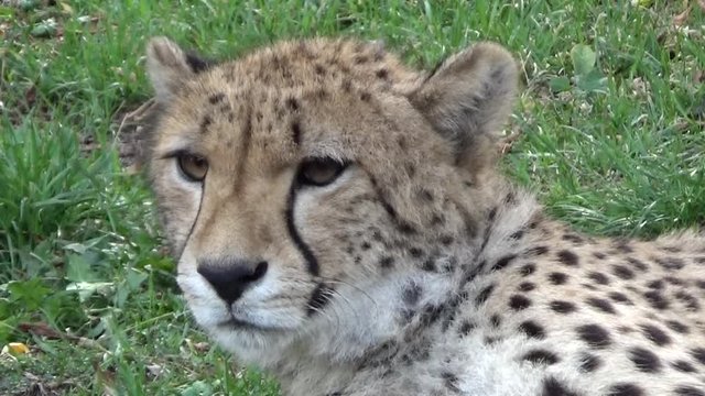Gepard grzywiasty (Acinonyx jubatus)
