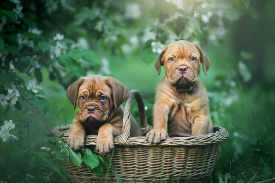 Puppies dogue de bordeaux outdoors