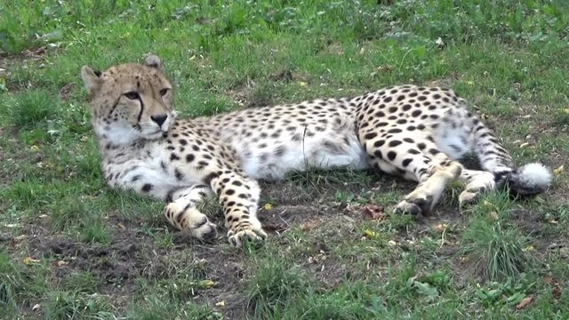 Gepard grzywiasty (Acinonyx jubatus)