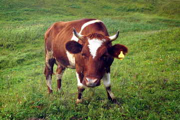 In the summer, a brown cow eats green grass in the meadow.
