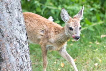 Deer Fawn (Capreolus capreolus, Reh, Kitz, Rehkitz)