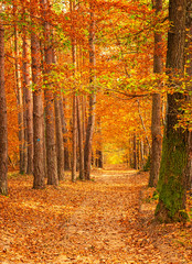 Fototapeta premium Pathway in the forest at autumn