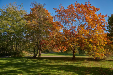 Naklejka premium Sweden, Stockholm, autumn city park Urliksdal