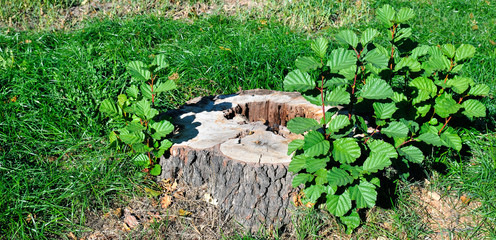 Tree stump in the summer park. Wide photo.
