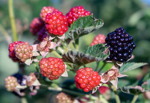 Close-up of Blackberries in Various Stages of Ripening on Plant