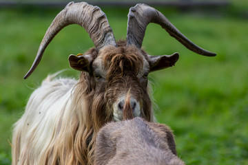 Stolzer Ziegenbock oder Geißbock als Leithammel einer eingezäunten Ziegenherde flämt im...