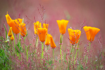Pavot de Californie  Eschscholzia californica