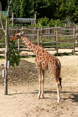 Giraffe standing at a feeder.