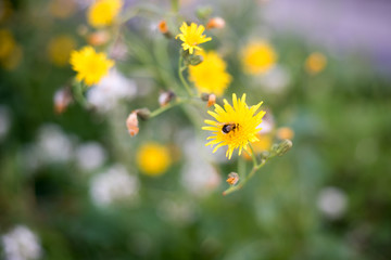 Bumblebee pollinates a yellow small flower. A bumblebee sits on a flower in the green grass