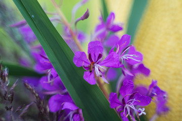 purple flowers Ivan tea macro insects