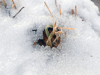  grass under the snow