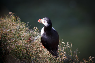 Iceland bird Puffin close up