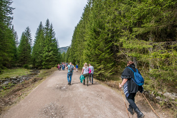 Zakopane, Poland - Apr 13 2018. Purple crocus flowers blooming in Chocholowska valley during spring season, Tatra Mountains, Poland © Zedspider