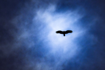 soaring bird of prey 