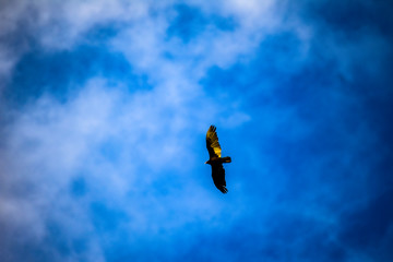 Fototapeta premium soaring bird of prey