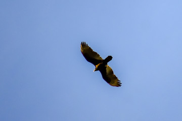 bird of prey in flight