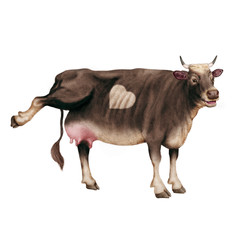 vache laitière, rigolote,  coeur, invitation, offrir son lait, animal, ferme, bétail, blanc, isolé, taureau, mollet, noir , bétail, agriculture, mammifère, gazon, nature, champ, alpage, lait, boeuf, p