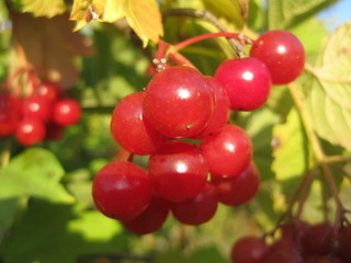 Arrowwood red berries in sunshine on green leaves background