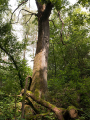 Fototapeta premium Herab gefallener Ast unter einem hohen Baum